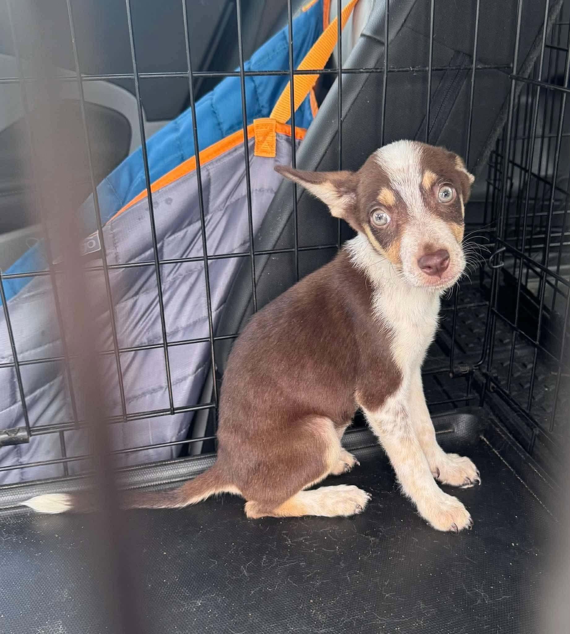 Enlarge Kim Possible, a Adoptable mixed breed in Uxbridge, MA image 1/1