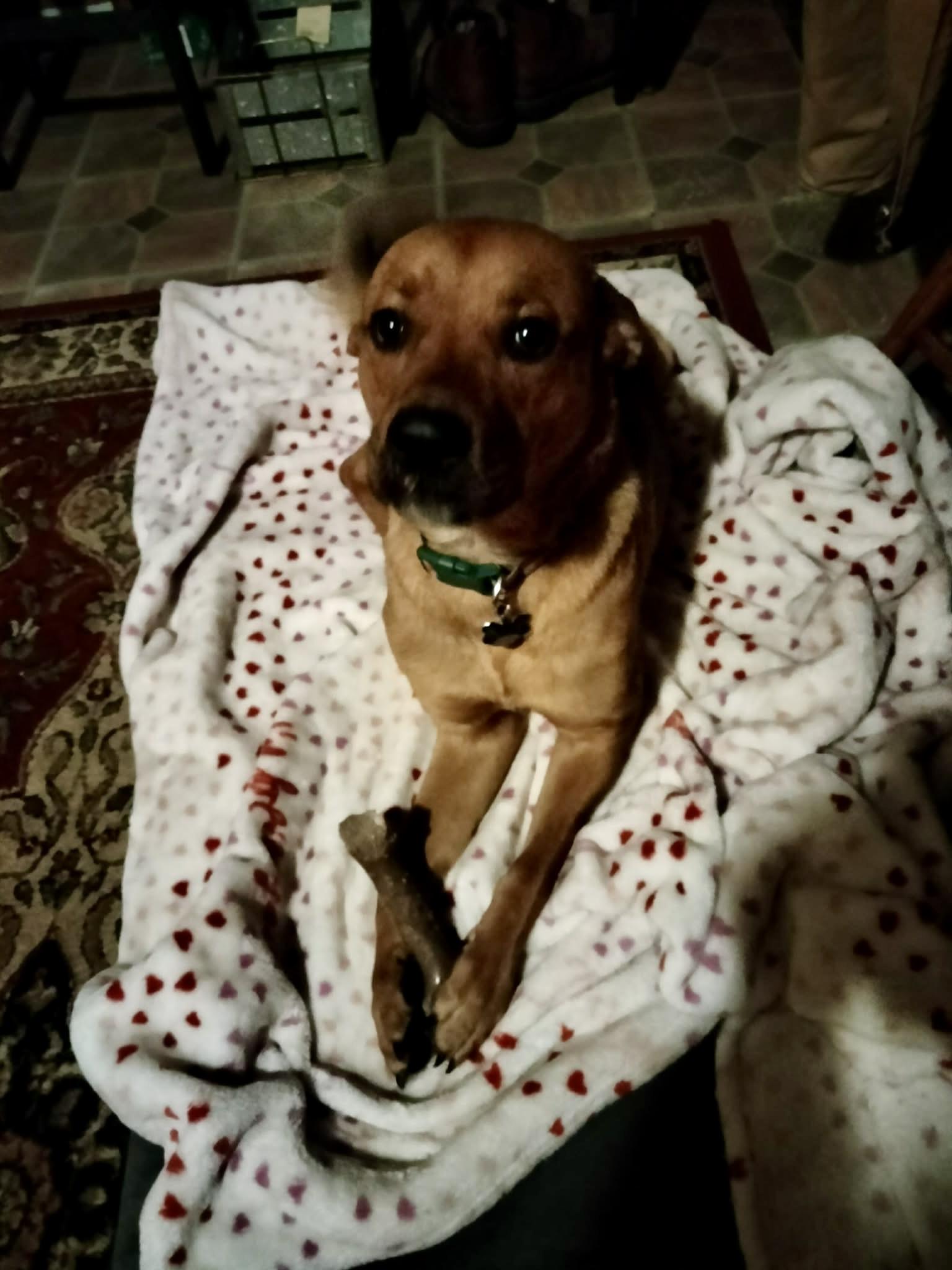 Enlarge Suzie (CP), a ADOPTABLE Labrador Retriever in Clinton, IL image 1/4