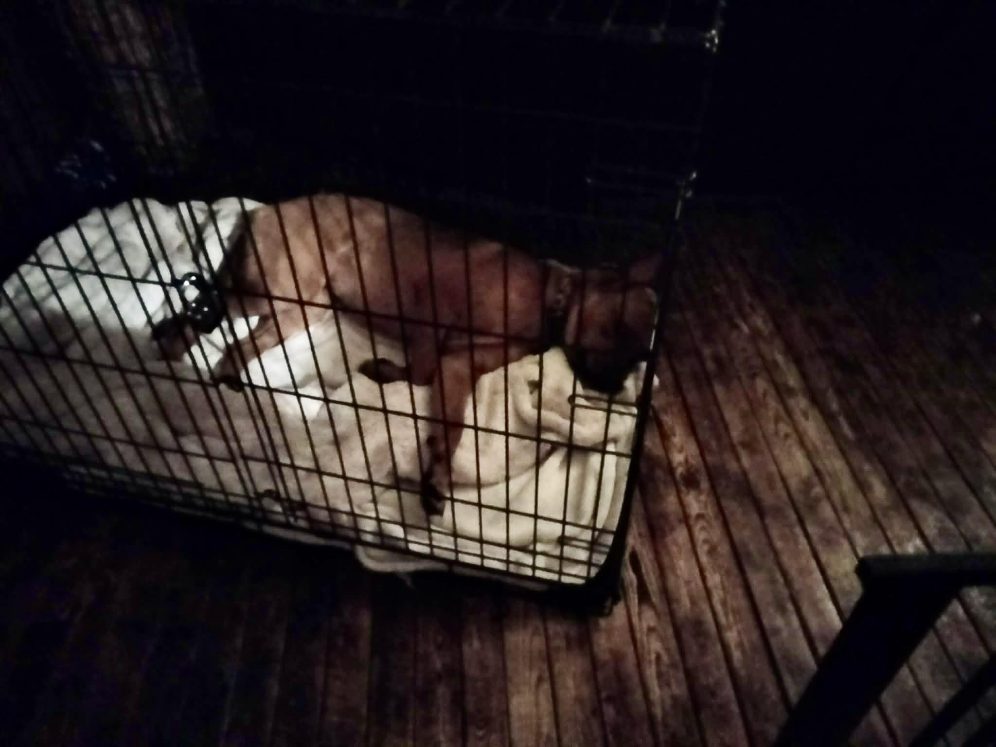 Suzie (CP), ADOPTABLE, Young Female Labrador Retriever.