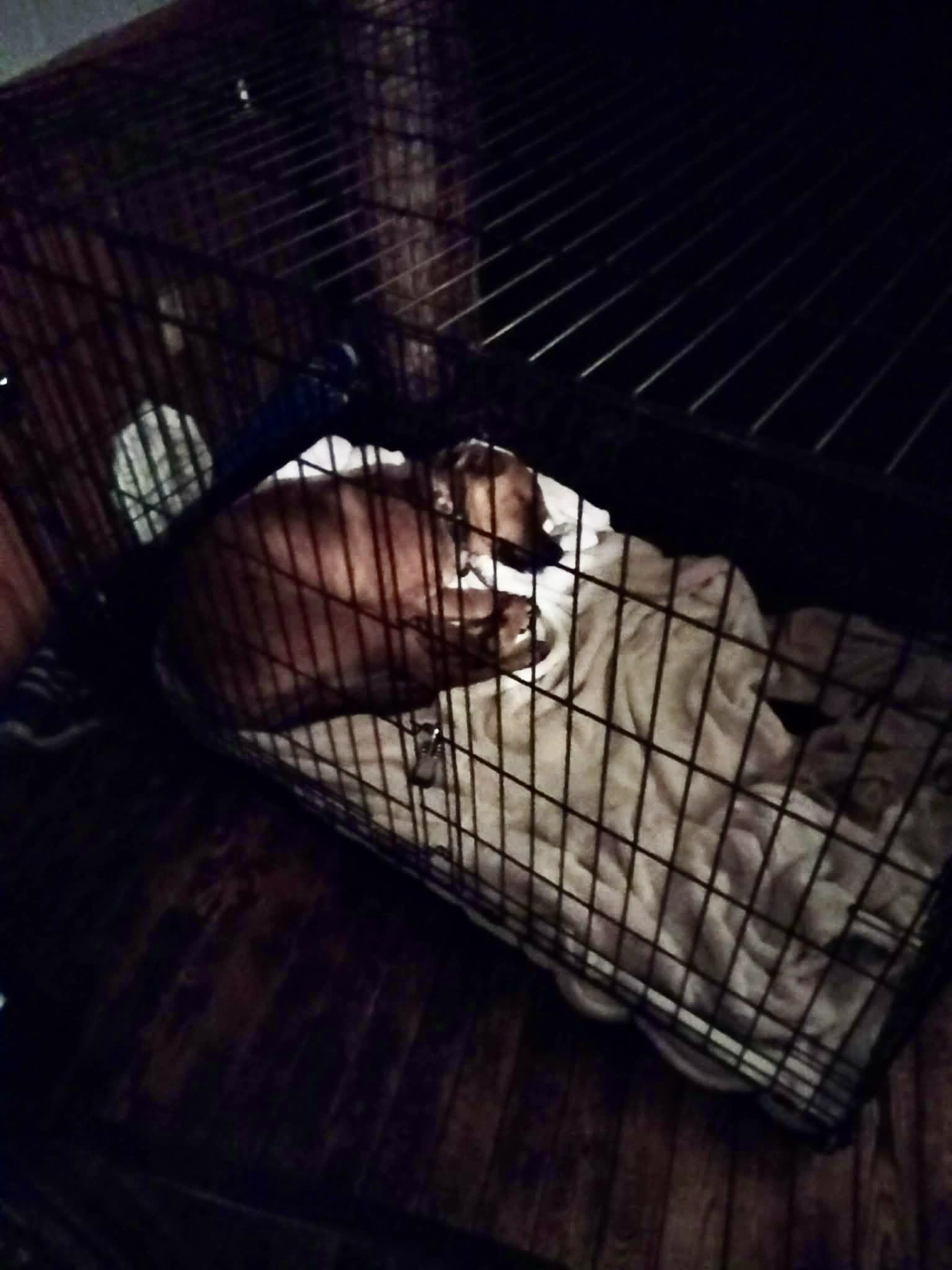 Enlarge Suzie (CP), a ADOPTABLE Labrador Retriever in Clinton, IL image 3/4