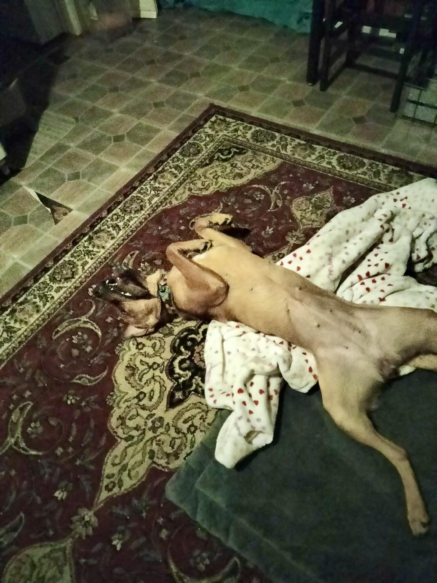 Enlarge Suzie (CP), a ADOPTABLE Labrador Retriever in Clinton, IL image 4/4