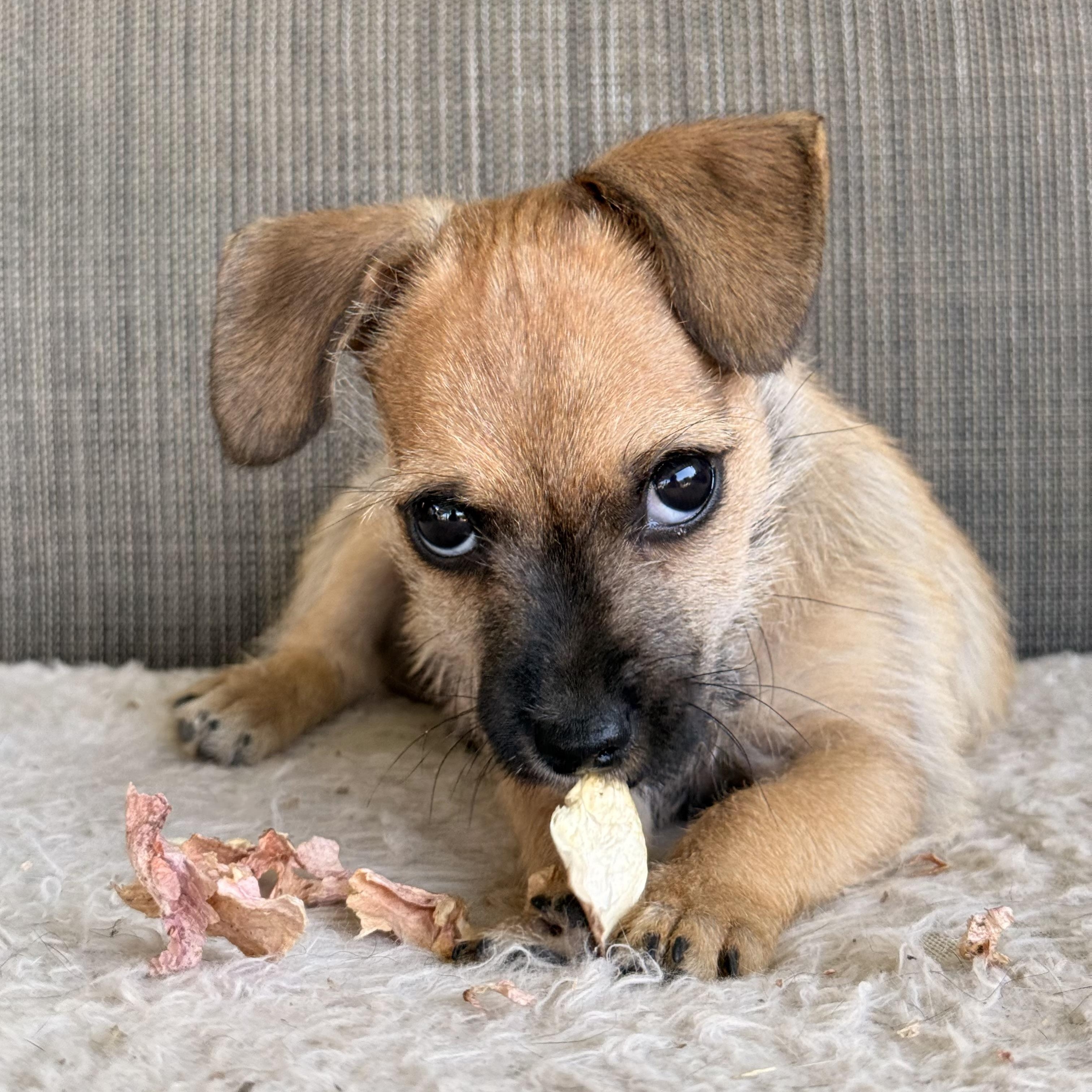 Buzz, a ADOPTABLE mixed breed in modesto, CA image 6/6