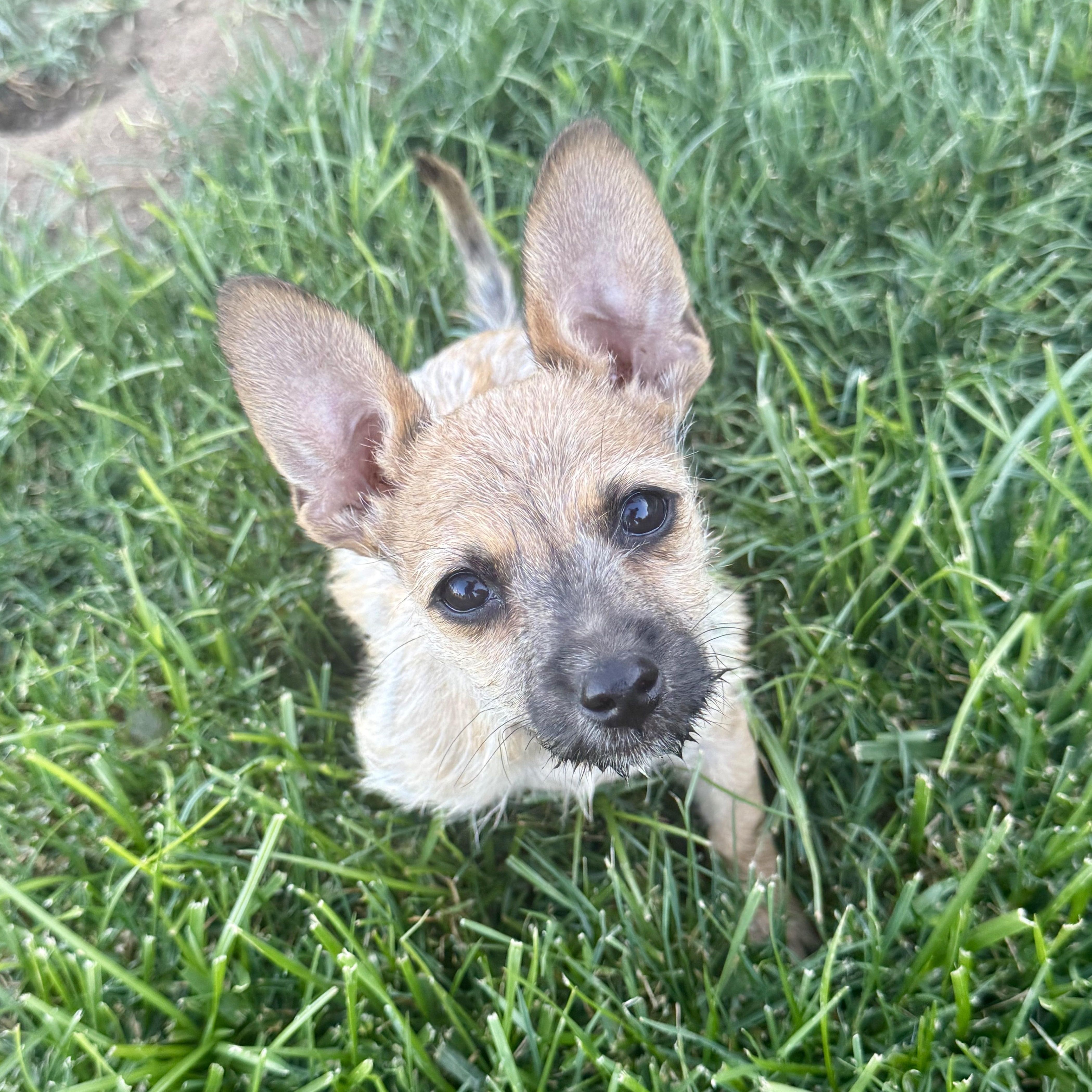Enlarge Buzz, an adoptable mixed breed in modesto, CA image 4/6