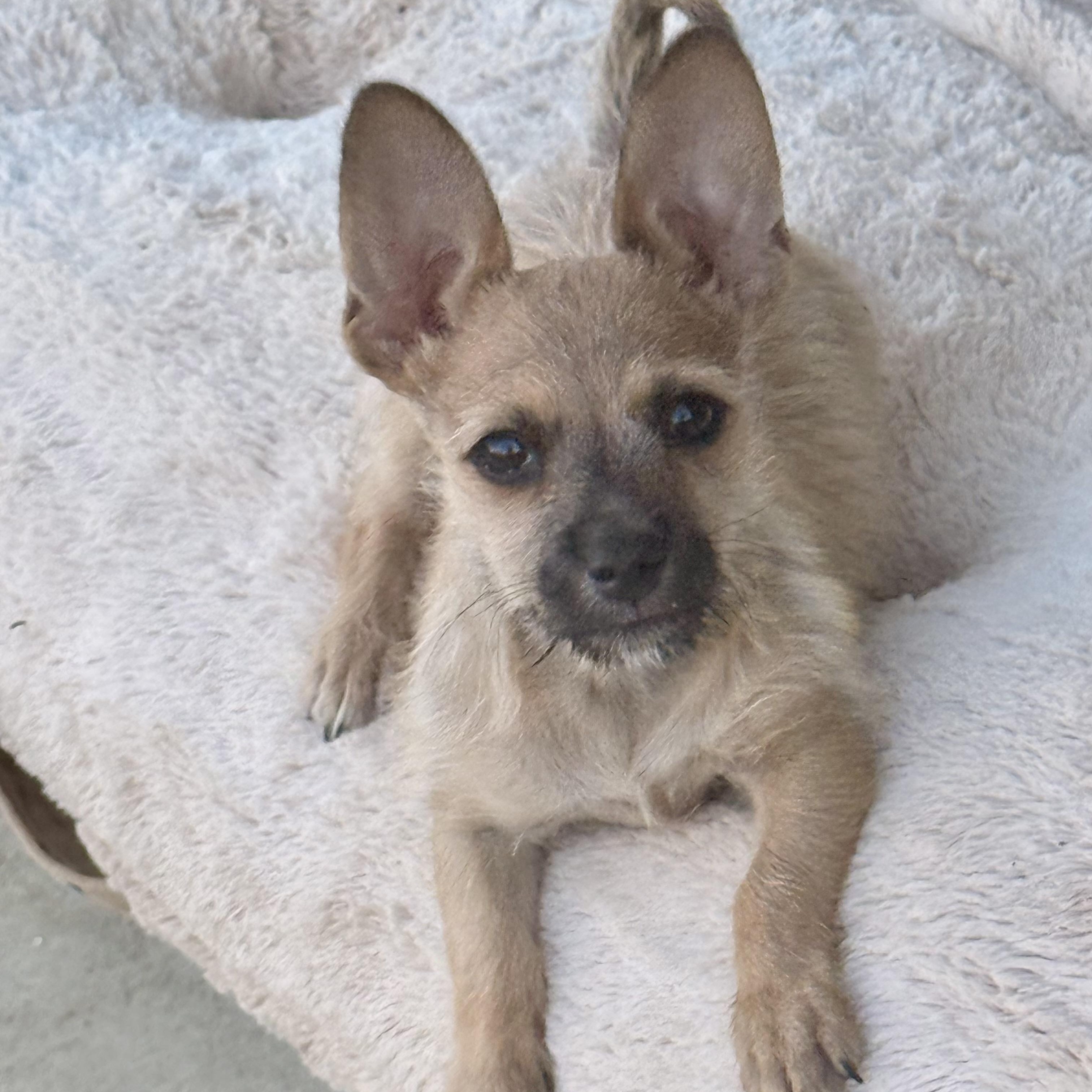 Enlarge Buzz, an adoptable mixed breed in modesto, CA image 6/6
