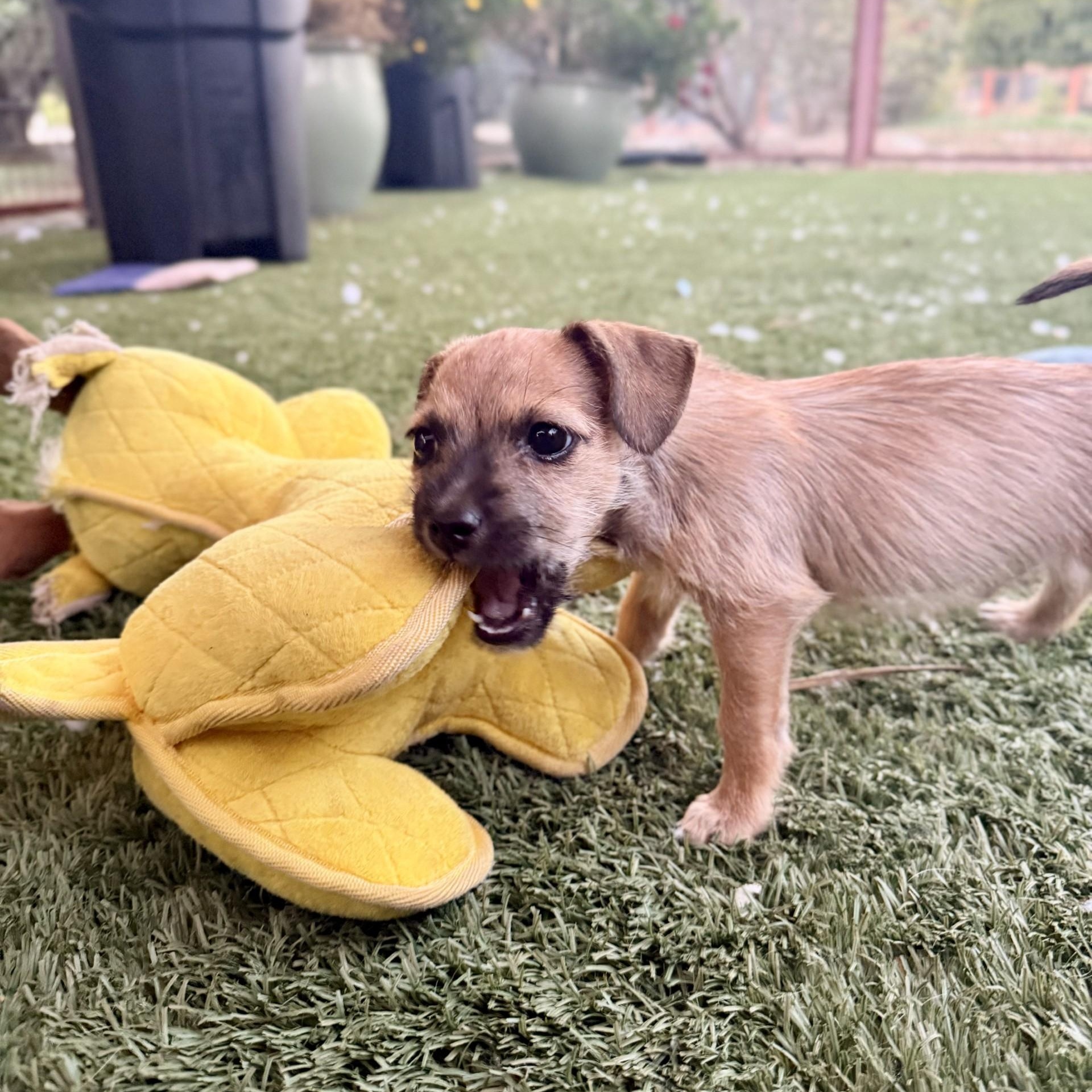 Buzz, a ADOPTABLE mixed breed in modesto, CA image 3/6