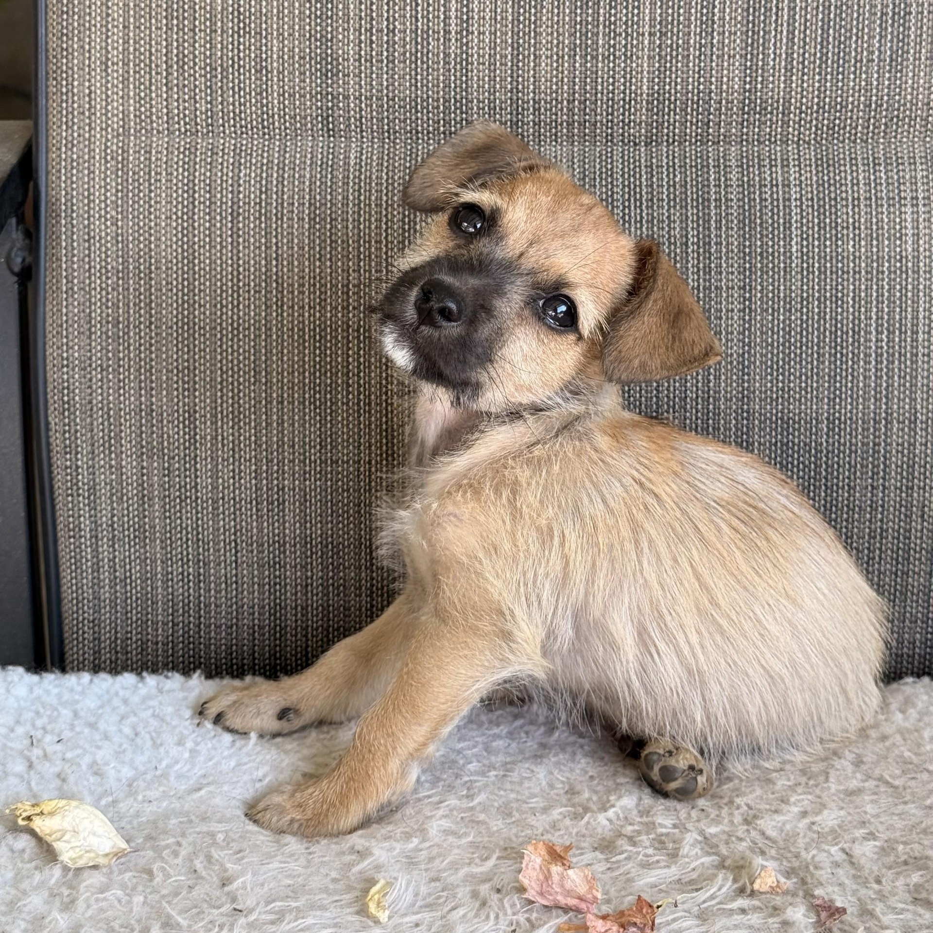 Buzz, a ADOPTABLE mixed breed in modesto, CA image 5/6