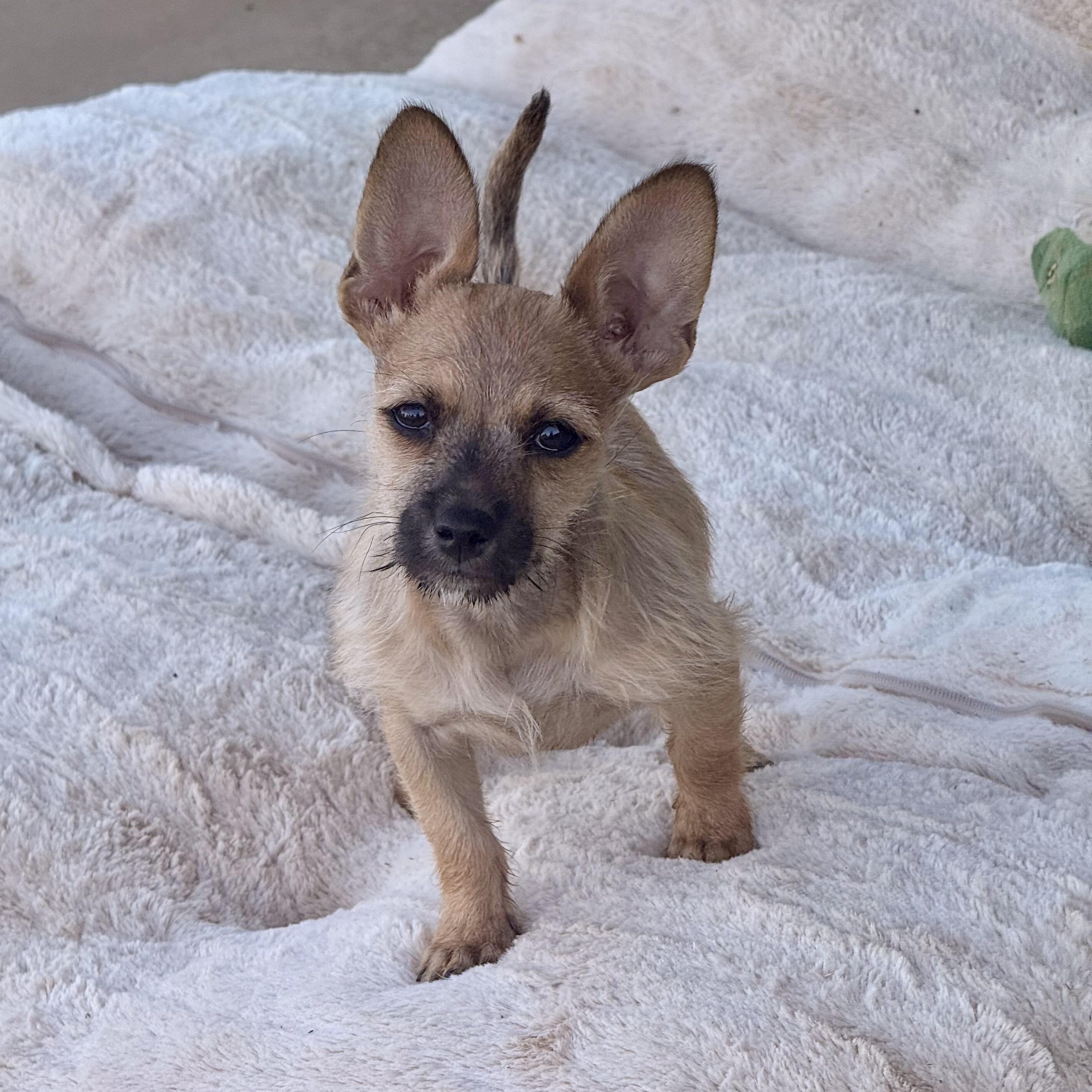 Buzz, adoptable, Puppy Male Chihuahua & Pomeranian.