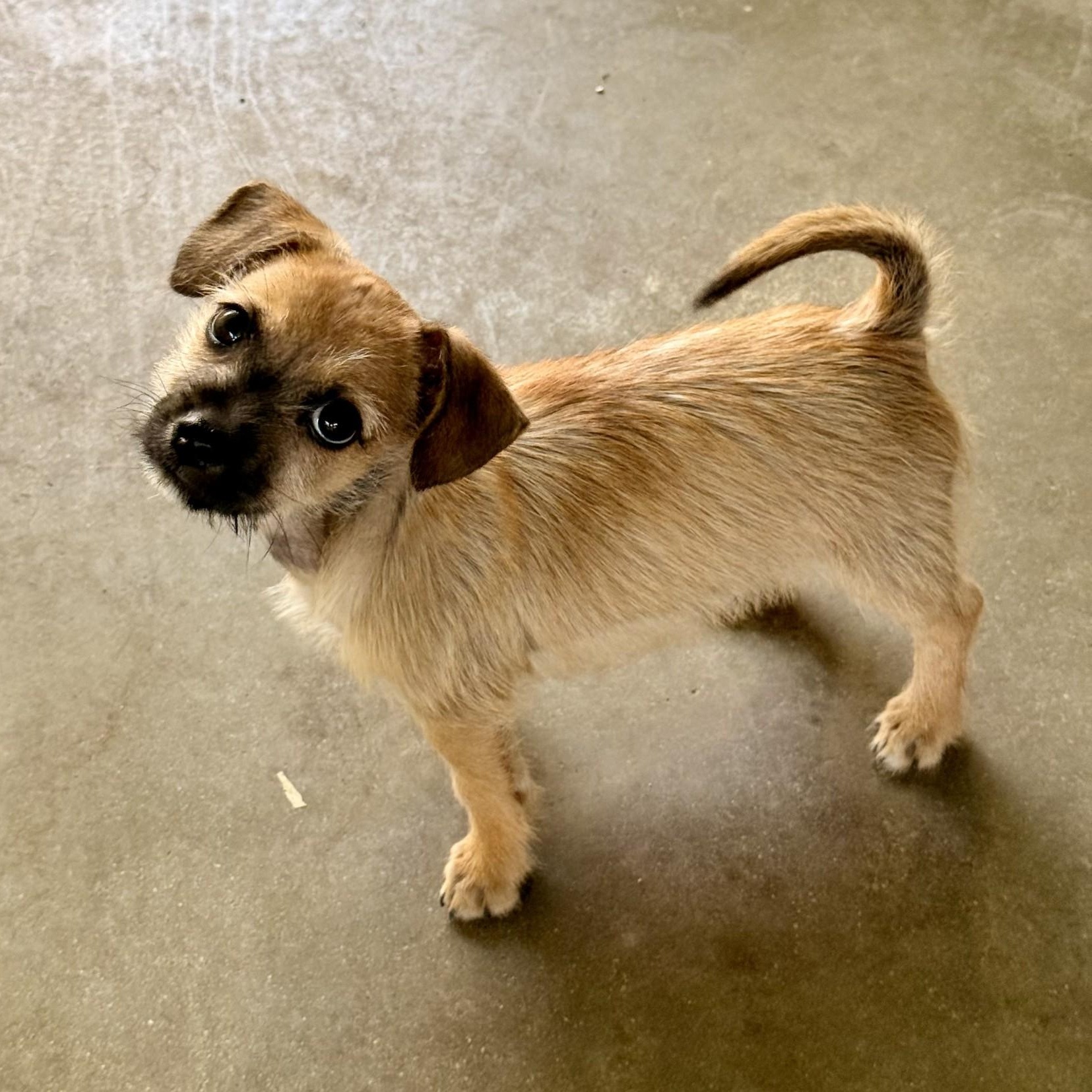 Buzz, ADOPTABLE, Puppy Male Chihuahua & Pomeranian.