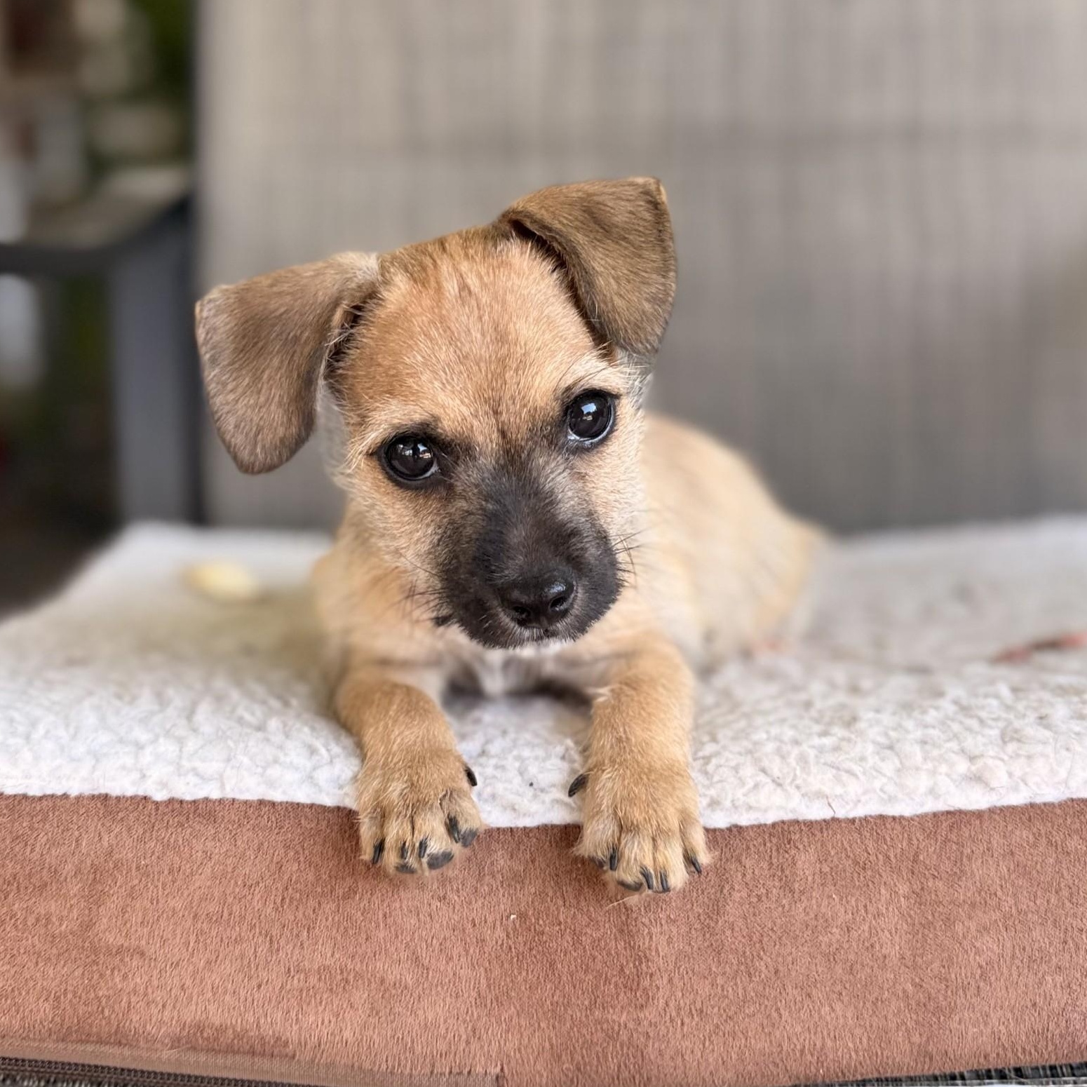 Buzz, a ADOPTABLE mixed breed in modesto, CA image 2/6