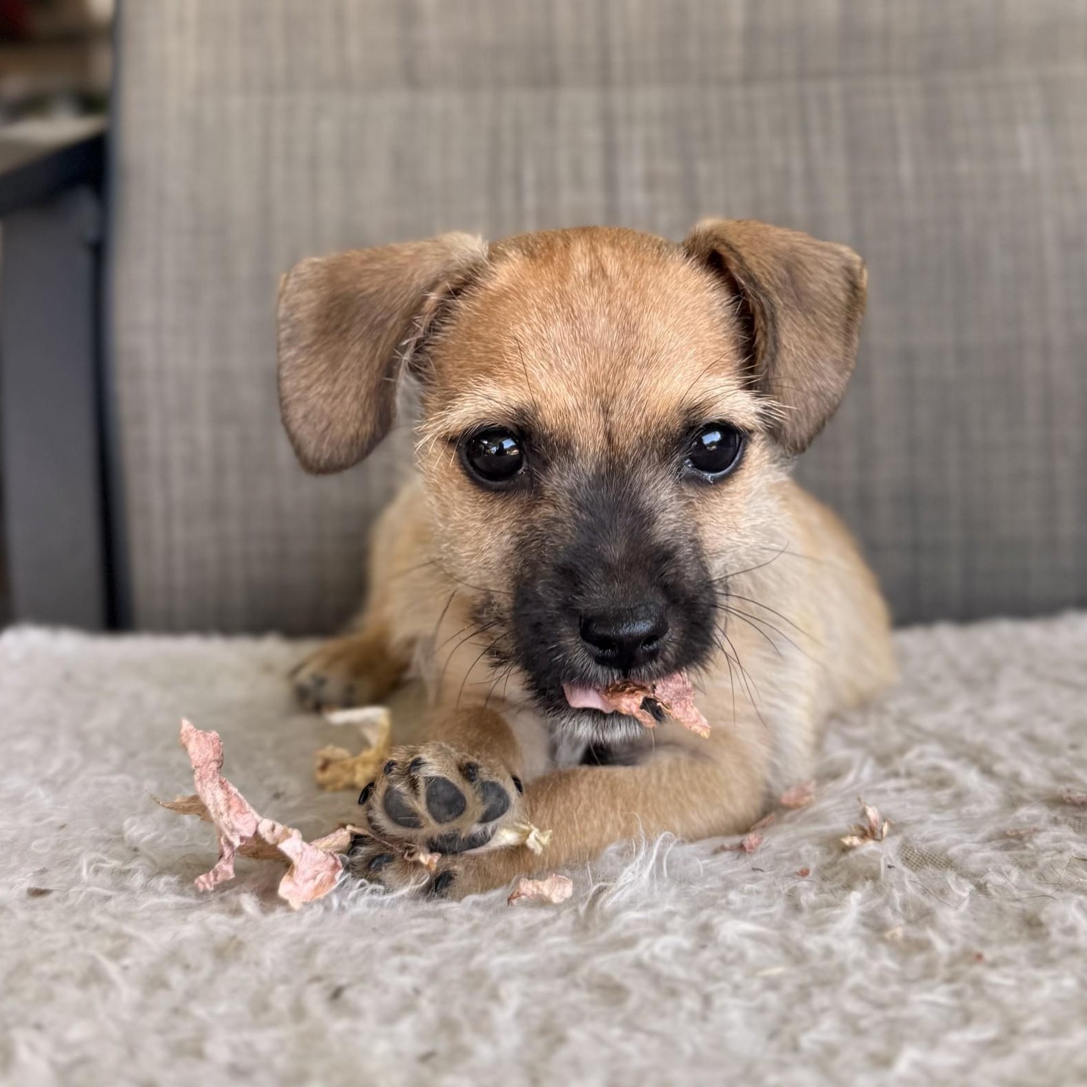 Buzz, a ADOPTABLE mixed breed in modesto, CA image 4/6