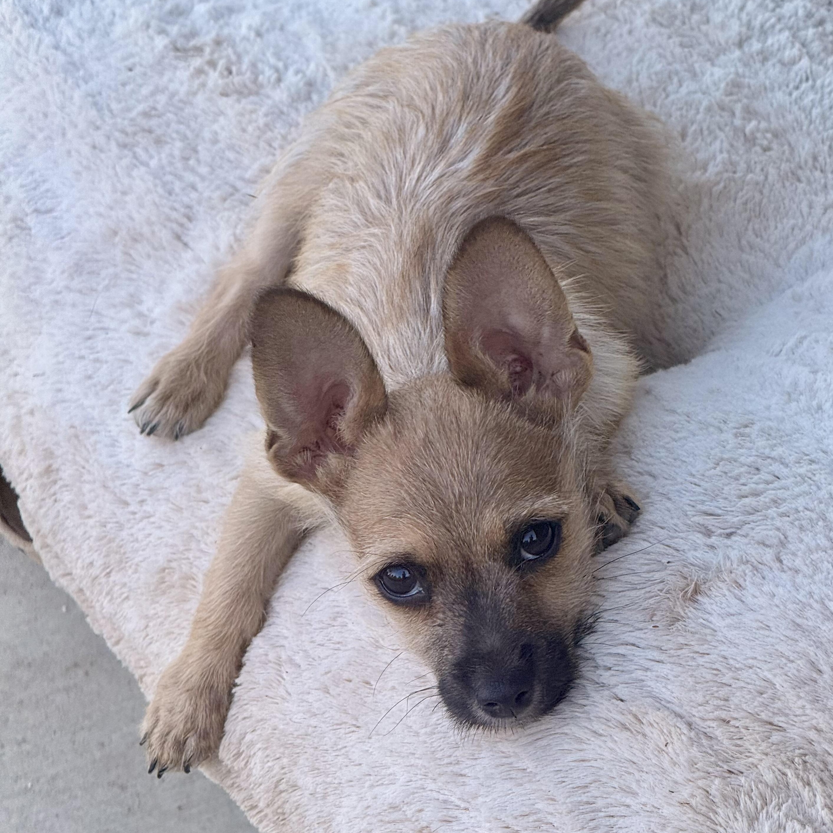 Enlarge Buzz, an adoptable mixed breed in modesto, CA image 5/6