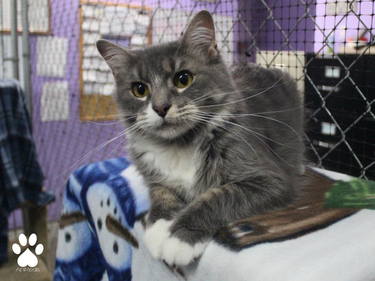Enlarge Medusa, a ADOPTABLE Domestic Long Hair in Missoula, MT image 3/4