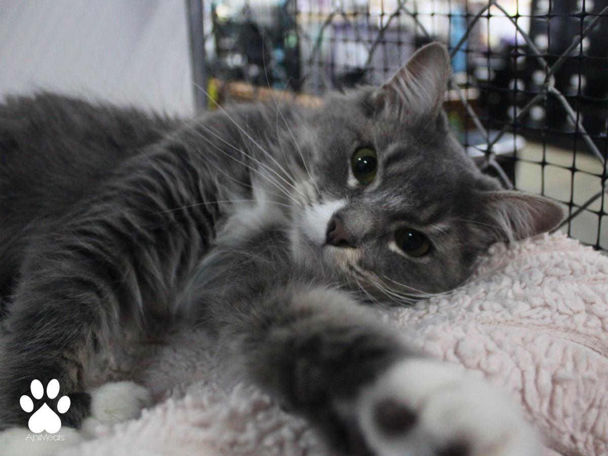 Enlarge Medusa, a ADOPTABLE Domestic Long Hair in Missoula, MT image 4/4
