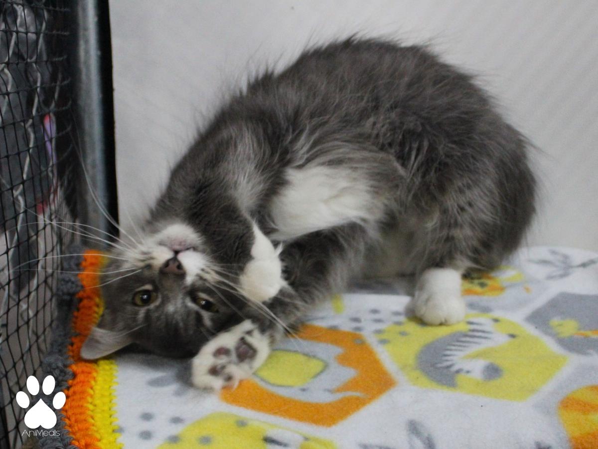 Enlarge Medusa, a ADOPTABLE Domestic Long Hair in Missoula, MT image 2/4