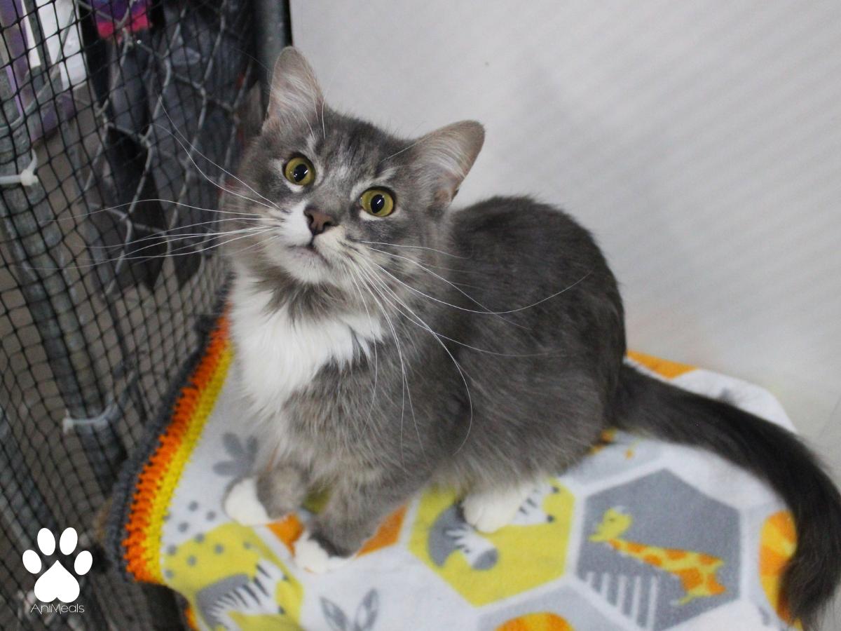 Medusa, ADOPTABLE, Adult Female Domestic Long Hair.