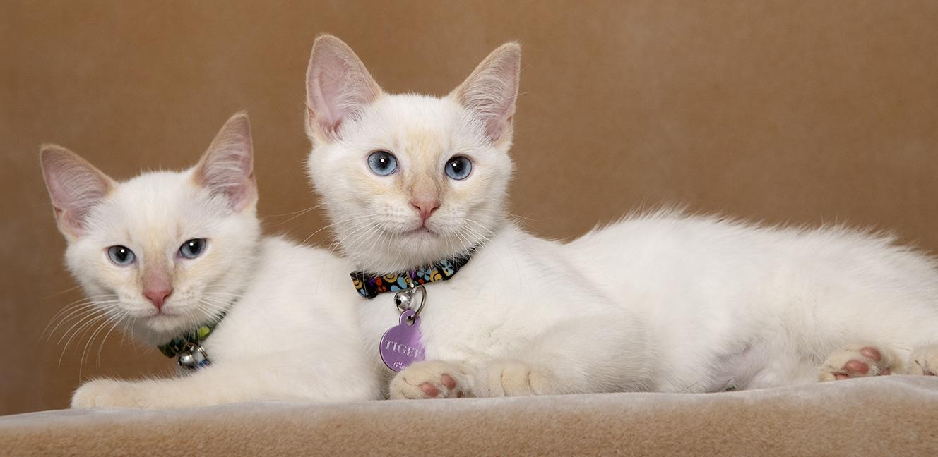 Dragon & Tiger, an adopted Siamese in Chicago, IL image 5/6