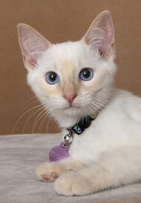 Dragon & Tiger, an adopted Siamese in Chicago, IL image 6/6
