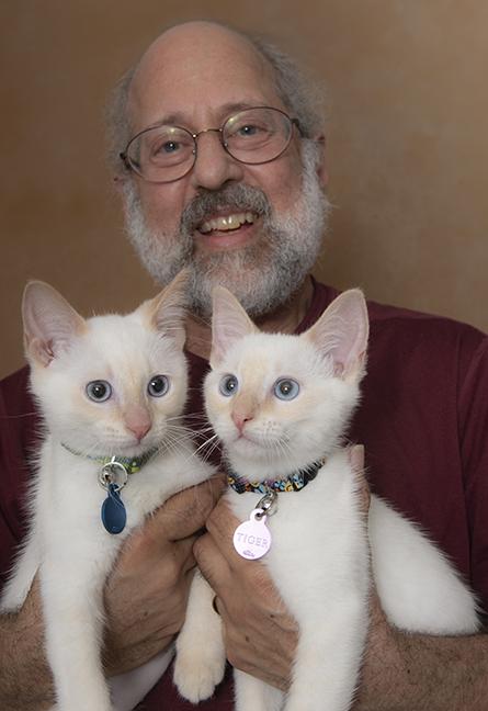 Dragon & Tiger, an adopted Siamese in Chicago, IL image 4/6