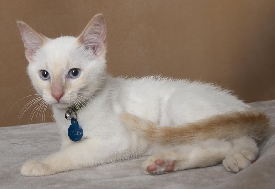 Dragon & Tiger, an adopted Siamese in Chicago, IL image 2/6