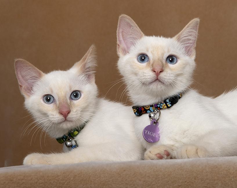 Dragon & Tiger, adopted, Kitten Male Siamese.