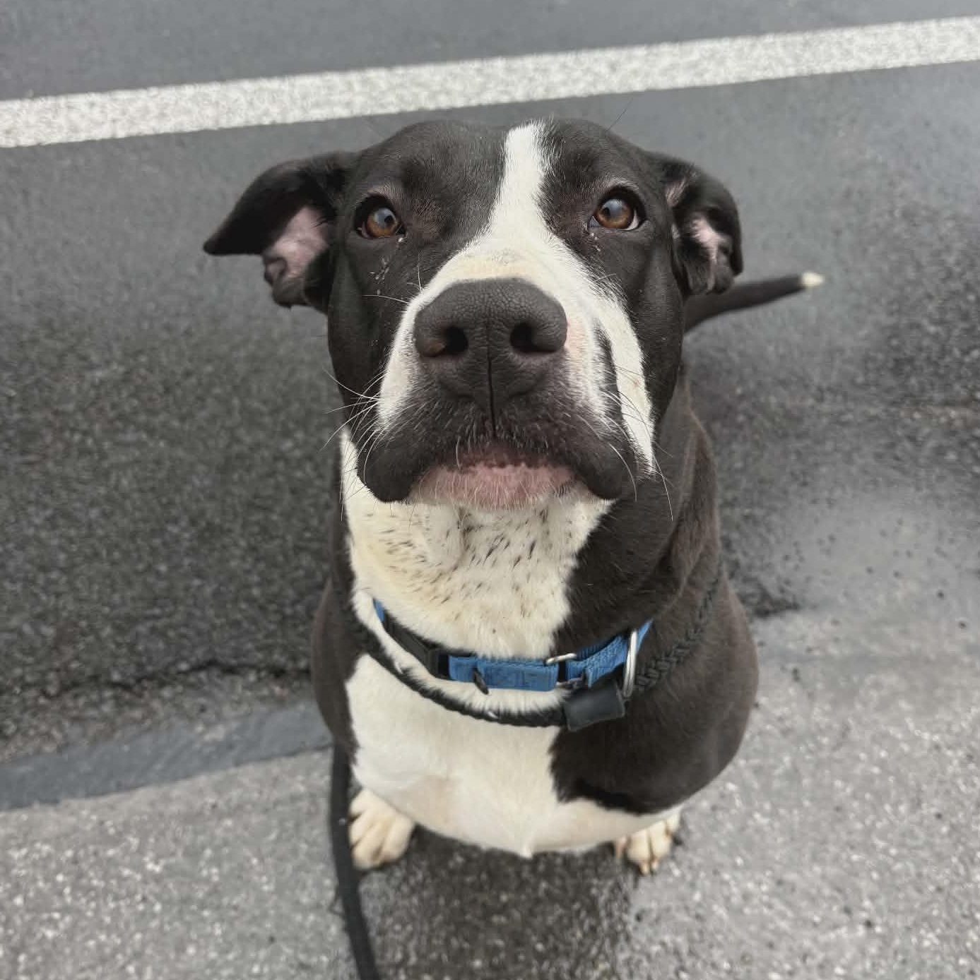 Enlarge Licorice, a ADOPTABLE Terrier in North Syracuse, NY image 2/5