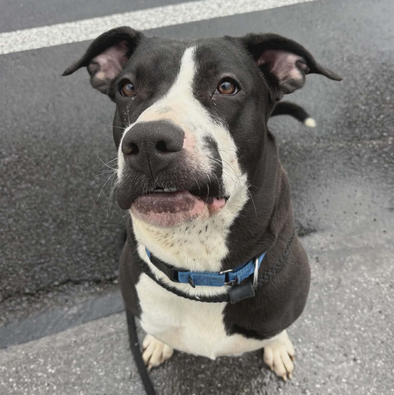 Enlarge Licorice, a ADOPTABLE Terrier in North Syracuse, NY image 5/5