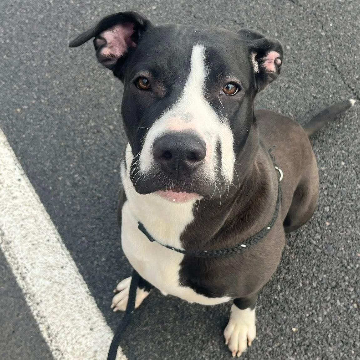 Enlarge Licorice, a ADOPTABLE Terrier in North Syracuse, NY image 4/5