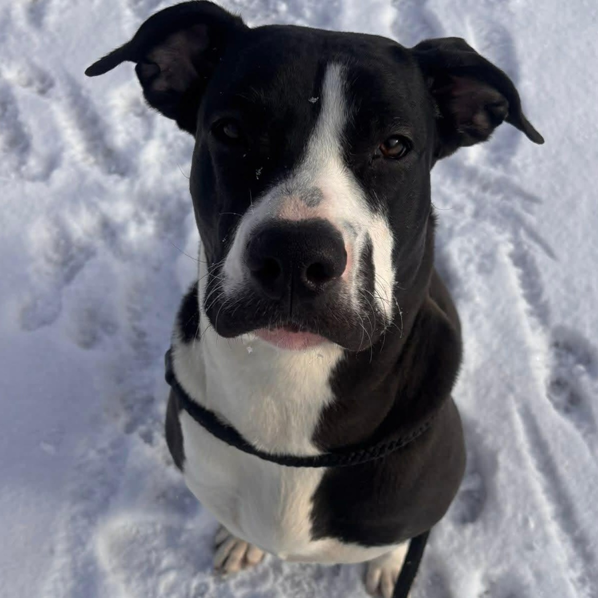 Enlarge Licorice, a ADOPTABLE Terrier in North Syracuse, NY image 3/5