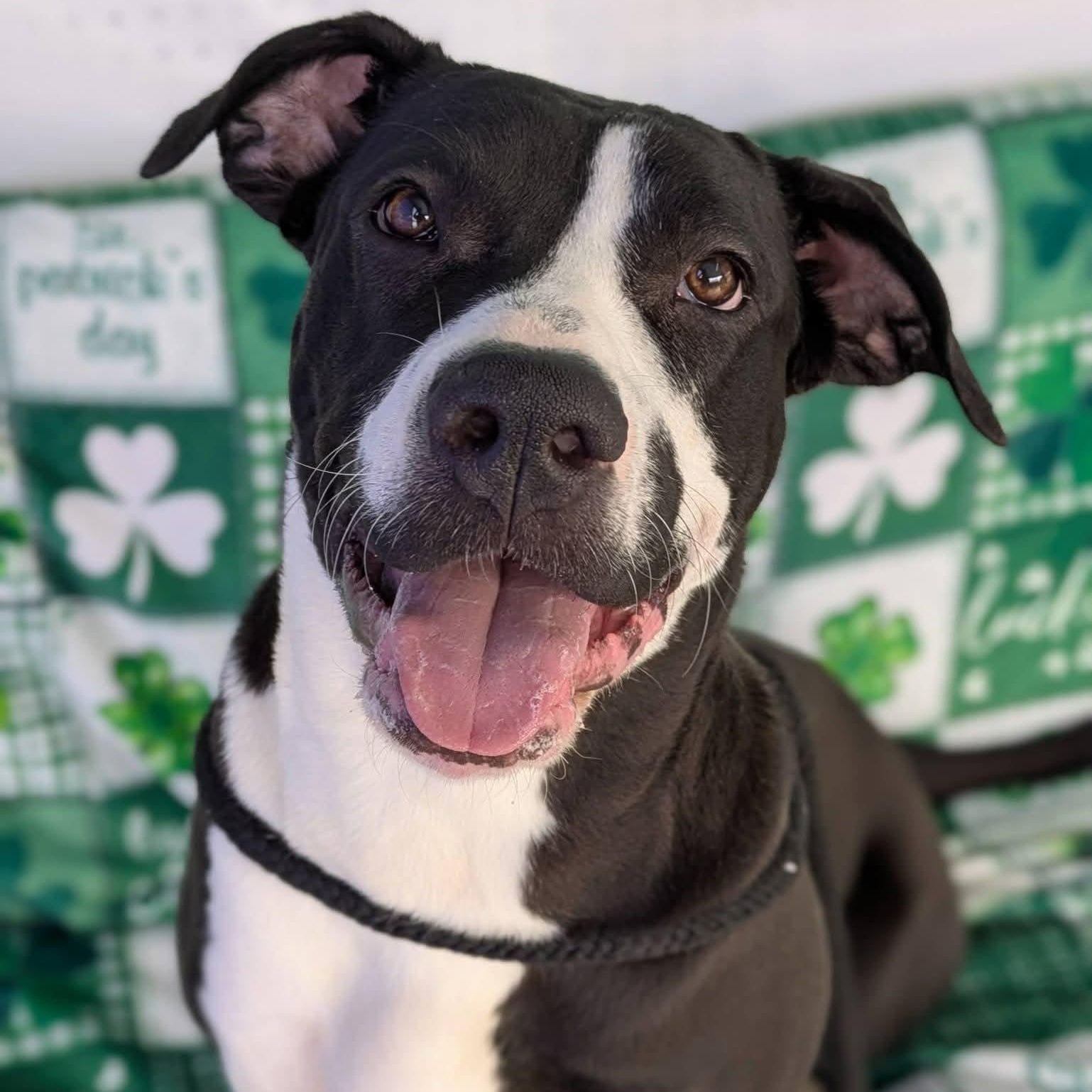 Licorice, ADOPTABLE, Young Female Terrier.