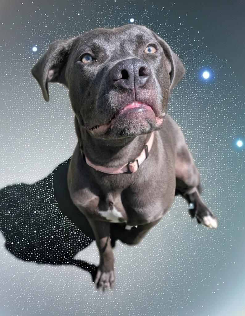 Anna-Gorgeous Girl!, Adoptable, Young Female Labrador Retriever & Weimaraner.