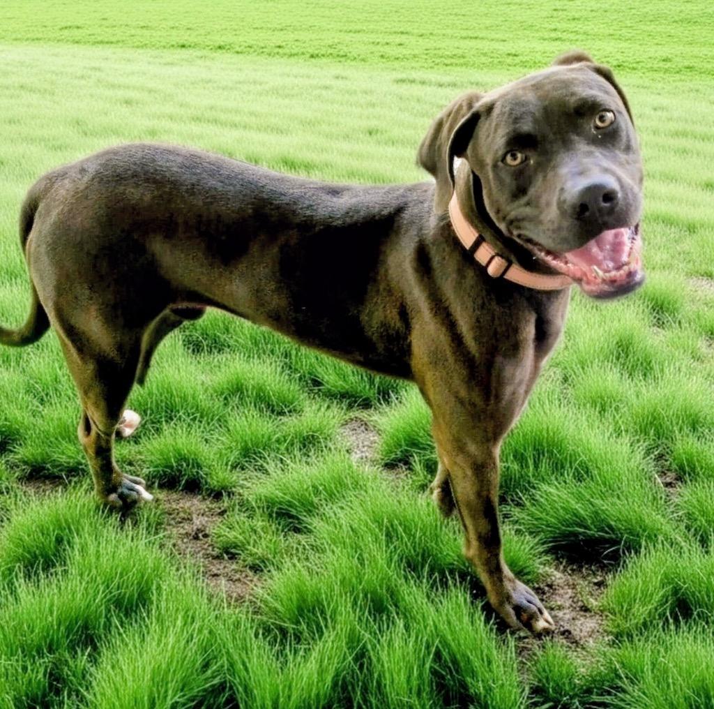 Anna-Gorgeous Girl!, a Adoptable mixed breed in Fort Myers, FL image 2/6