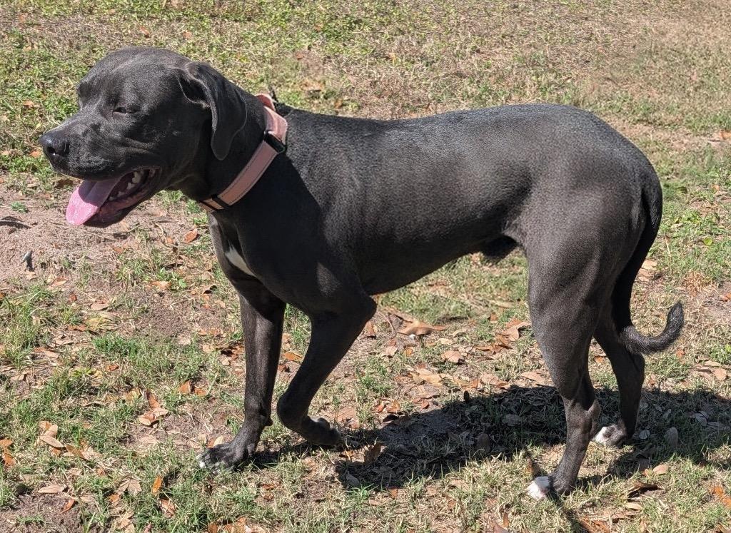 Anna-Gorgeous Girl!, a Adoptable mixed breed in Fort Myers, FL image 3/6