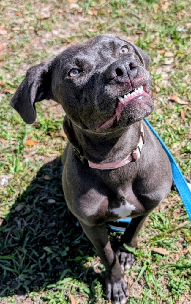 Anna-Gorgeous Girl!, a Adoptable mixed breed in Fort Myers, FL image 4/6
