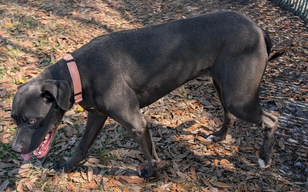 Anna-Gorgeous Girl!, a Adoptable mixed breed in Fort Myers, FL image 5/6