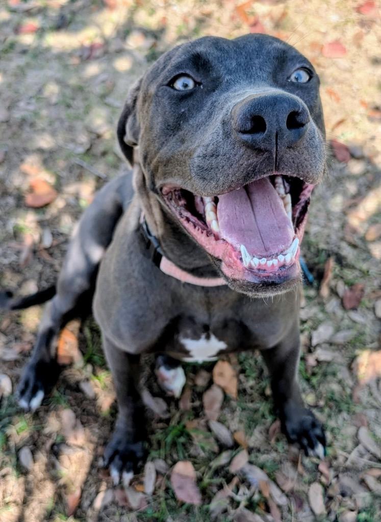 Anna-Gorgeous Girl!, a Adoptable mixed breed in Fort Myers, FL image 6/6