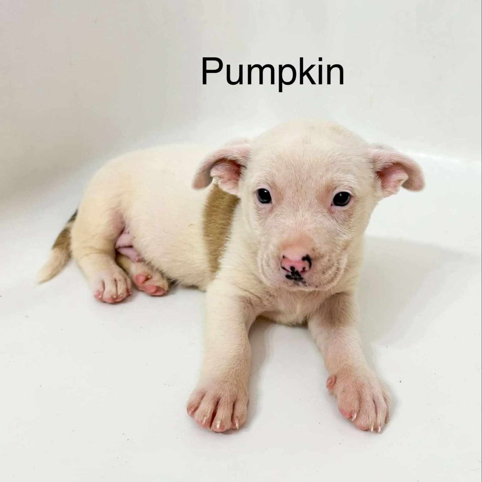 Dog for adoption Pumpkin, a Terrier Mix in Smithfield, RI Petfinder
