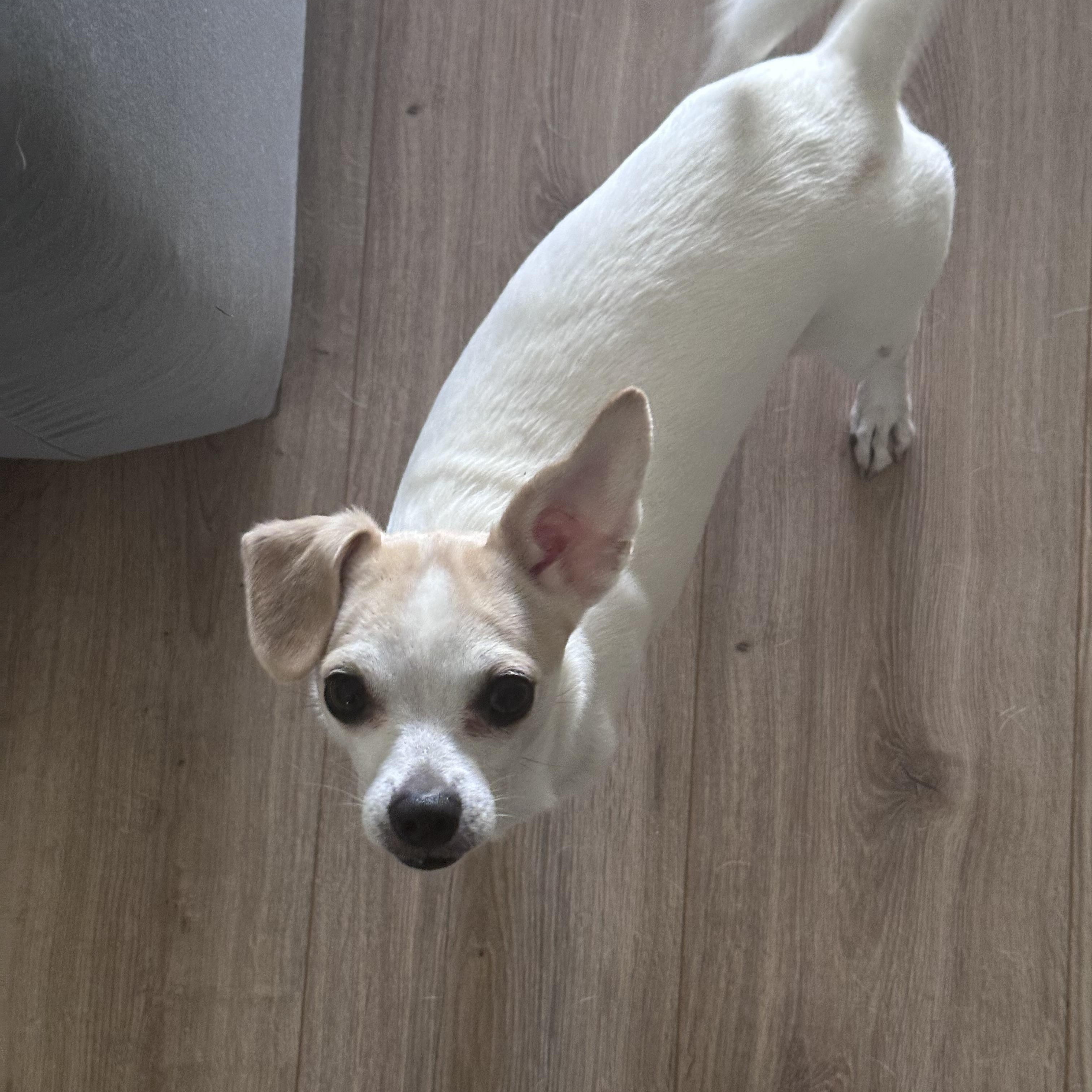 Enlarge Loki, a ADOPTABLE Chihuahua in Miramar, FL image 5/6