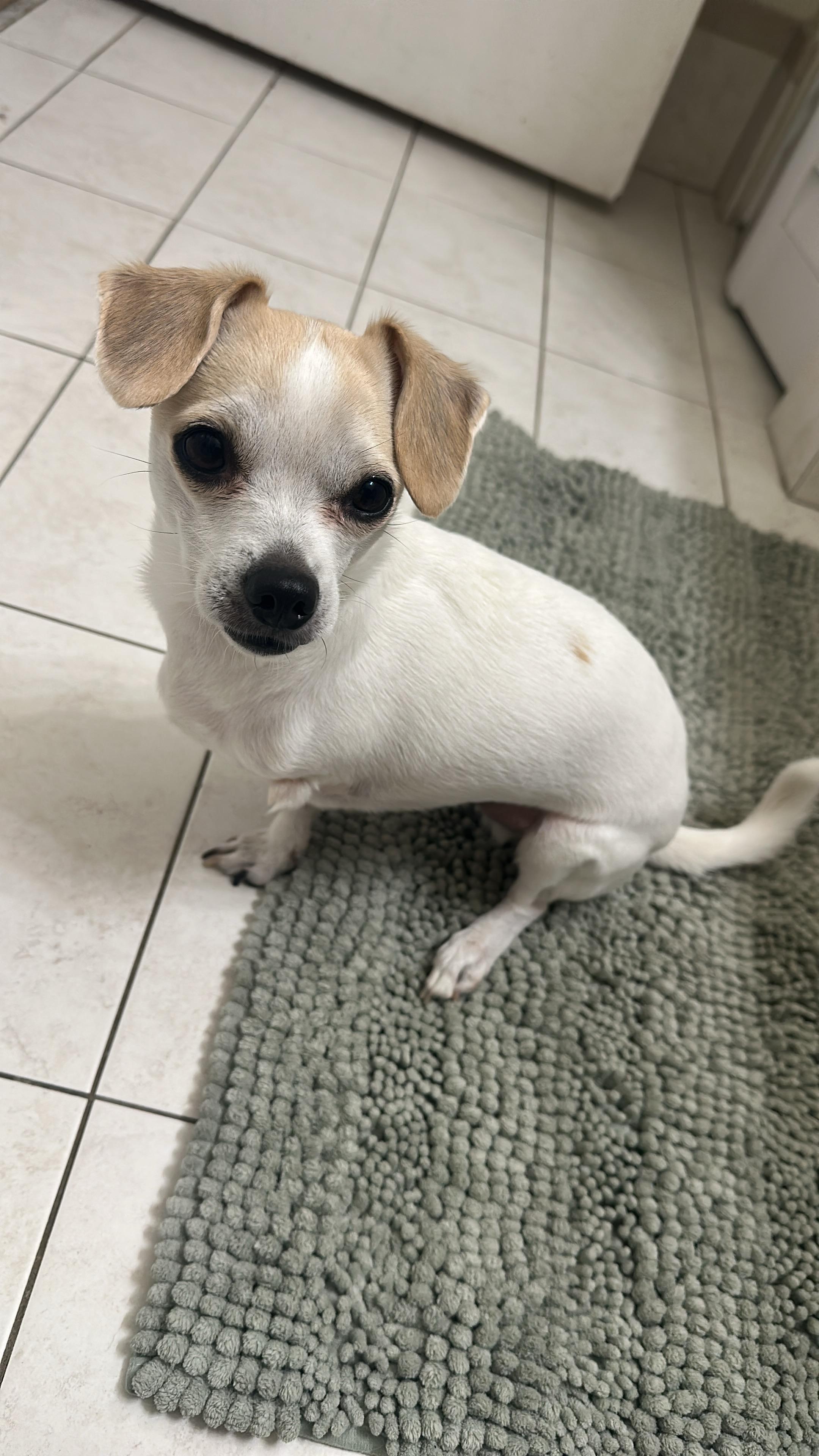 Enlarge Loki, a ADOPTABLE Chihuahua in Miramar, FL image 1/6