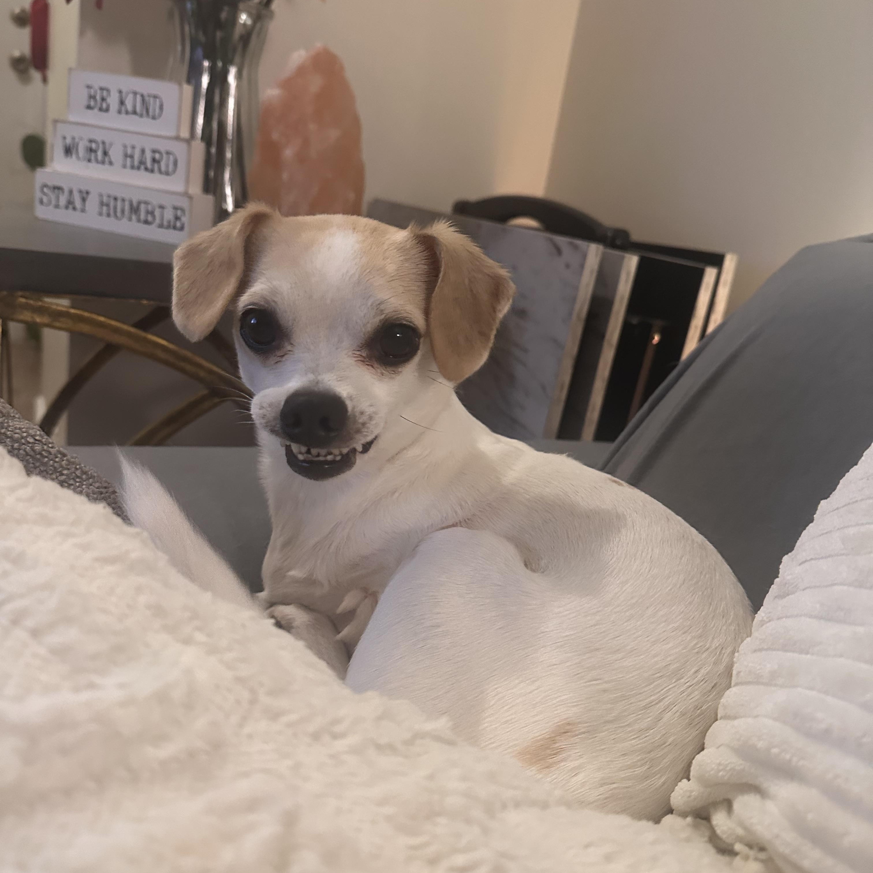 Enlarge Loki, a ADOPTABLE Chihuahua in Miramar, FL image 4/6