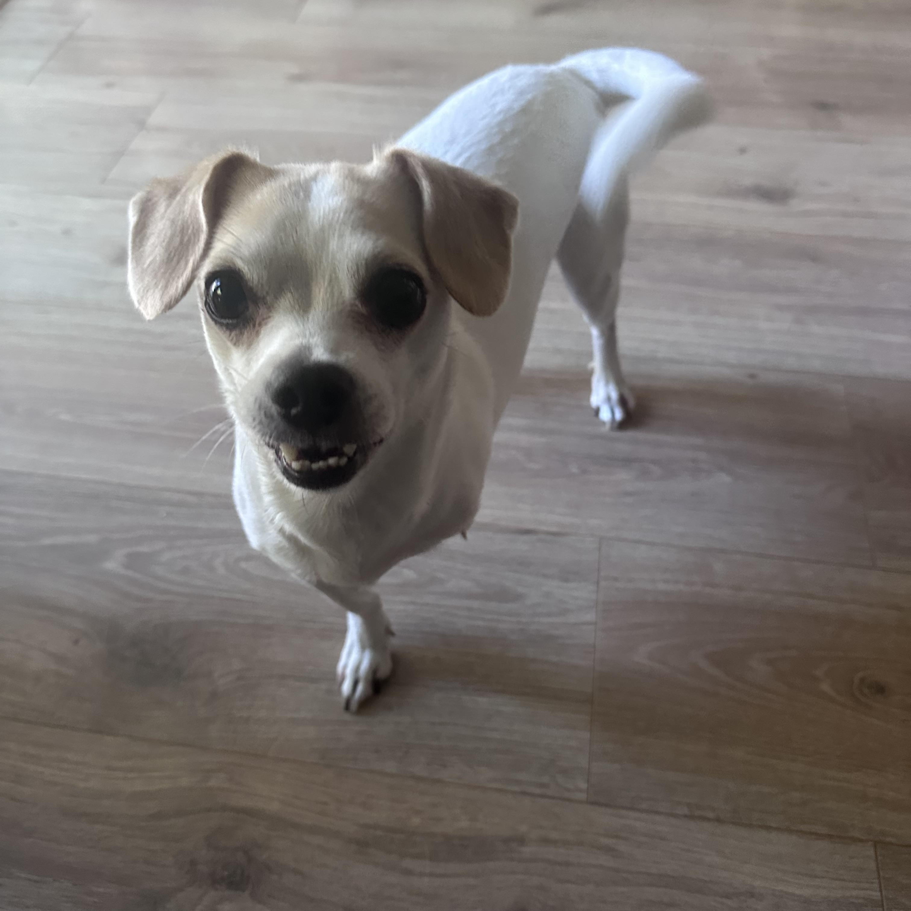 Enlarge Loki, a ADOPTABLE Chihuahua in Miramar, FL image 6/6