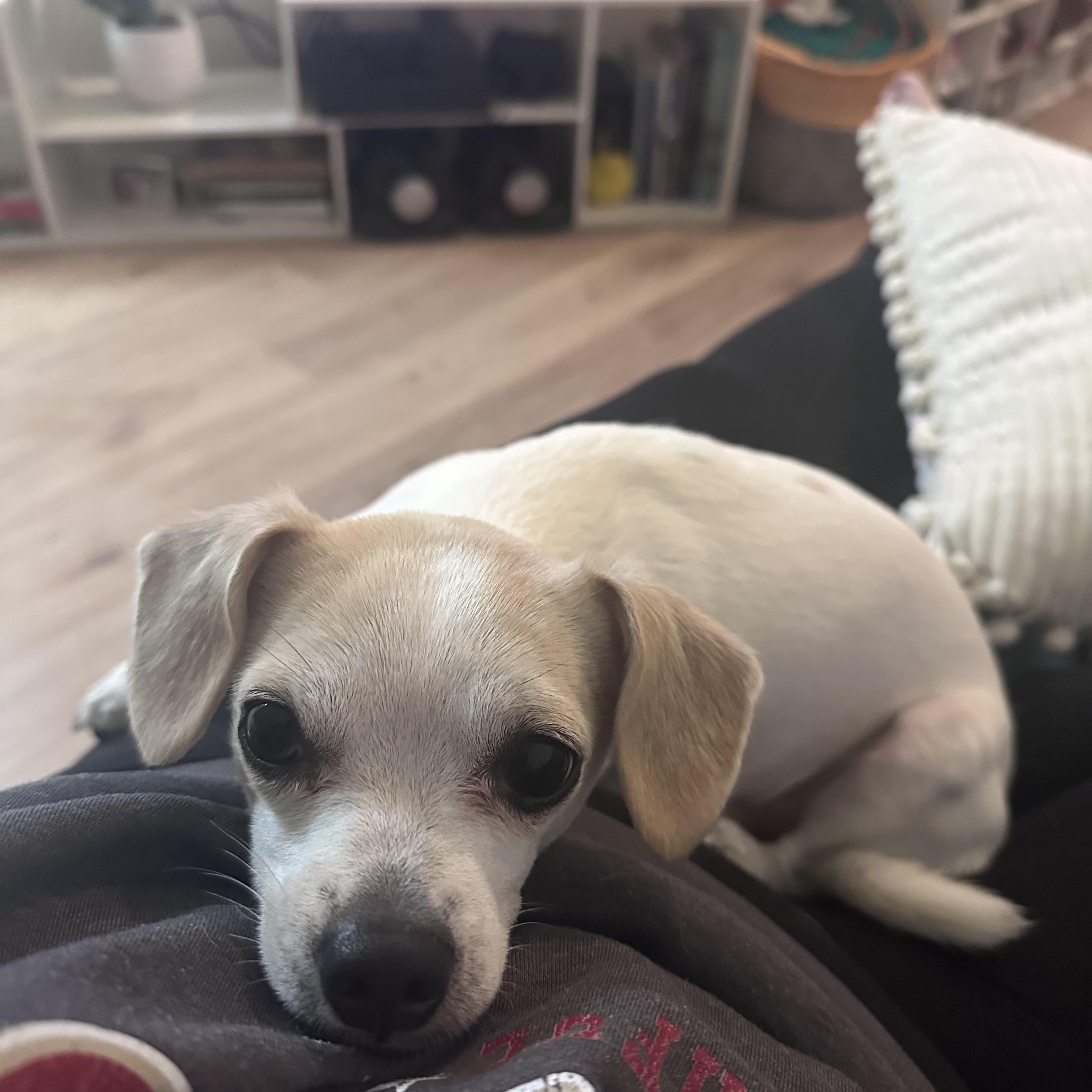 Enlarge Loki, a ADOPTABLE Chihuahua in Miramar, FL image 3/6