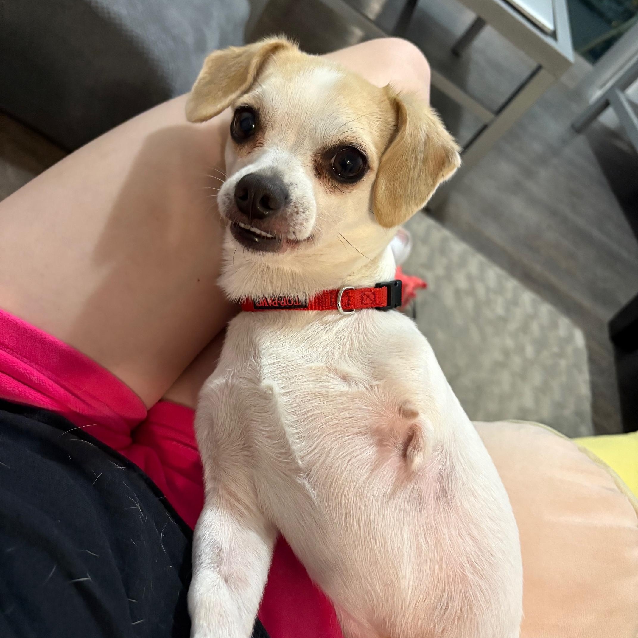 Enlarge Loki, a ADOPTABLE Chihuahua in Miramar, FL image 2/6