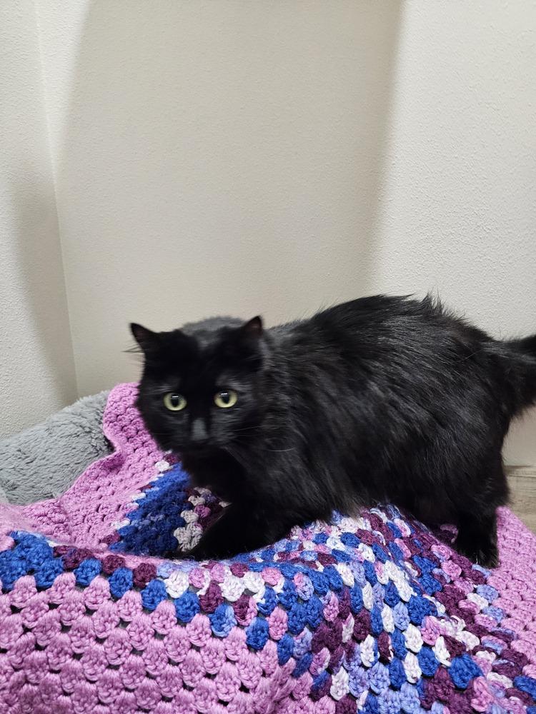 Enlarge Fuzzy Lilith, a Adopted mixed breed in Dallas, TX image 1/6