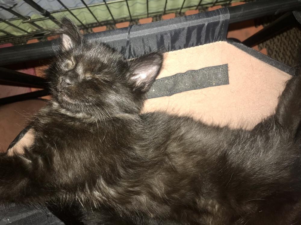 Enlarge Fuzzy Lilith, a Adopted mixed breed in Dallas, TX image 2/6