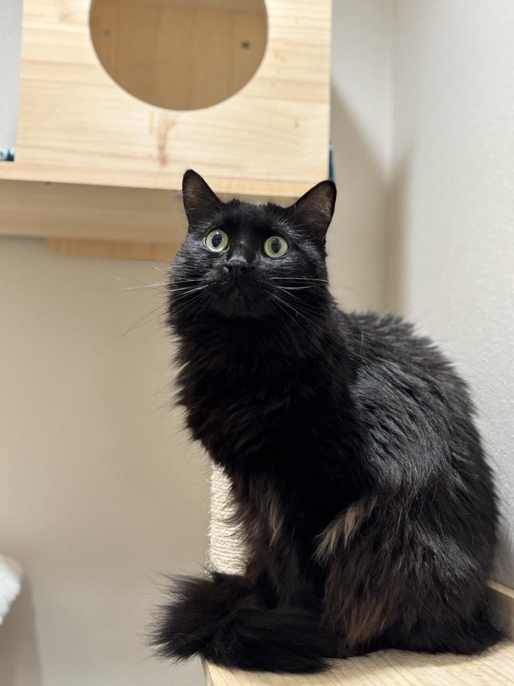 Enlarge Fuzzy Lilith, a Adopted mixed breed in Dallas, TX image 3/6