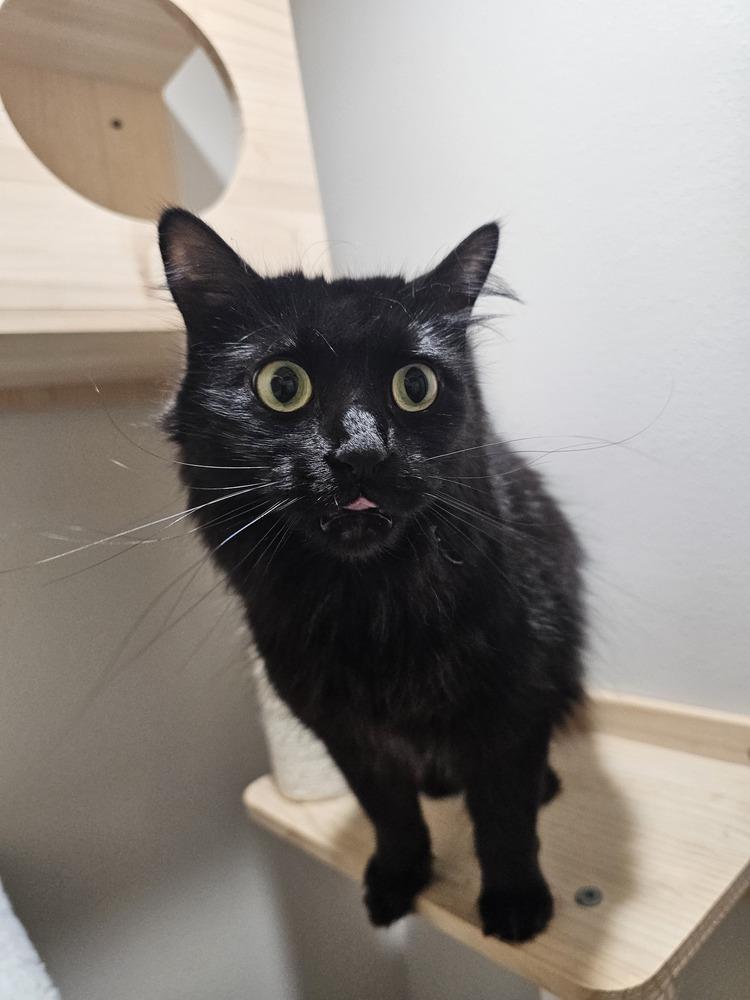 Enlarge Fuzzy Lilith, a Adopted mixed breed in Dallas, TX image 5/6