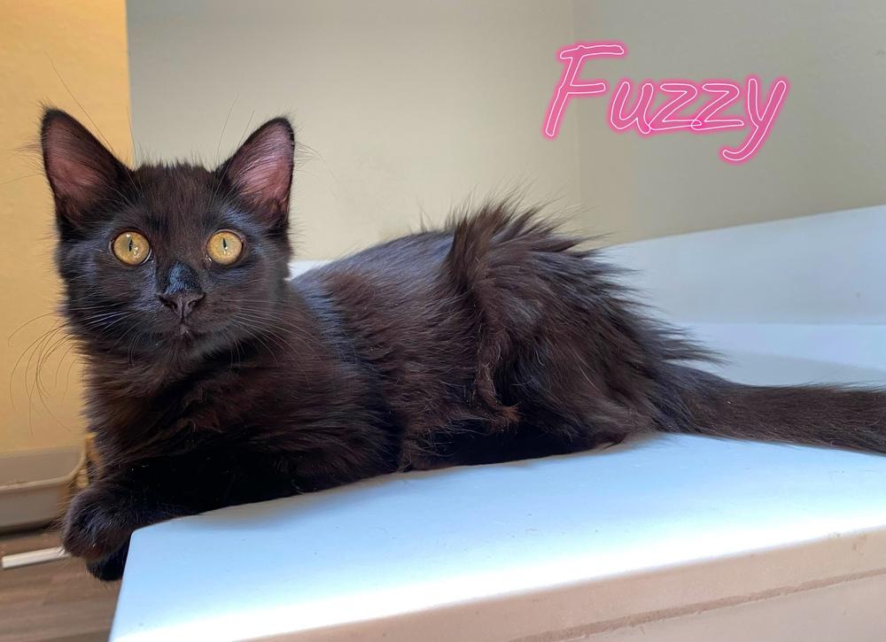 Enlarge Fuzzy Lilith, a Adopted mixed breed in Dallas, TX image 6/6