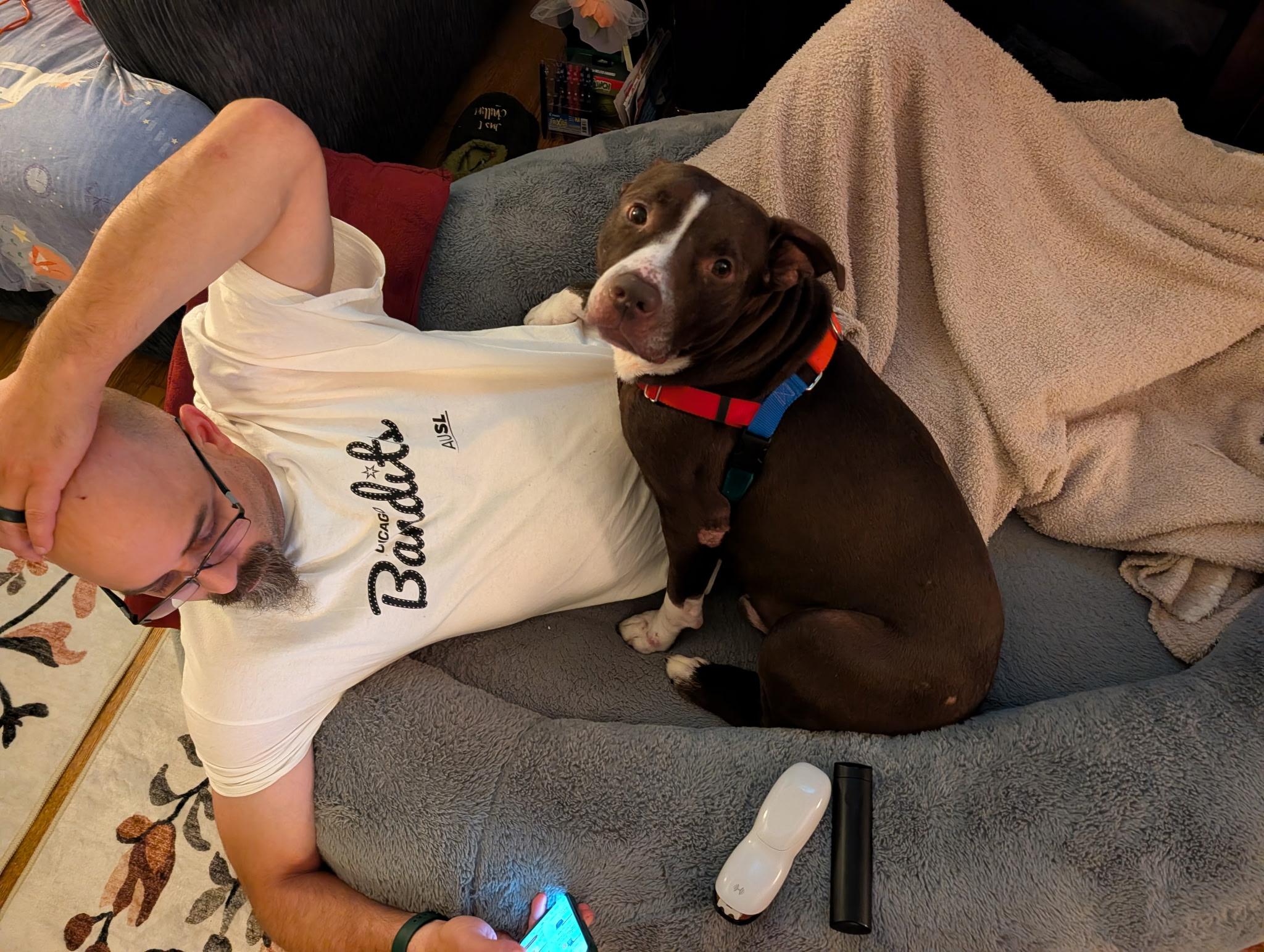 Bradley, Adoptable, Adult Male Pit Bull Terrier.