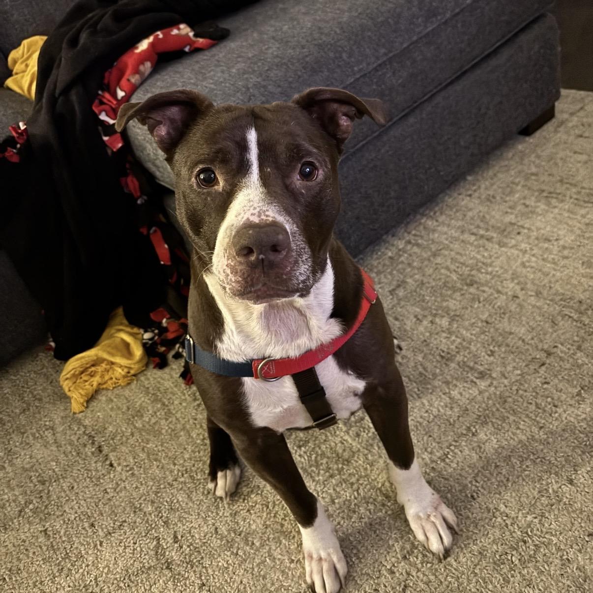 Enlarge Bradley, a Adoptable Pit Bull Terrier in Wheaton, IL image 2/6