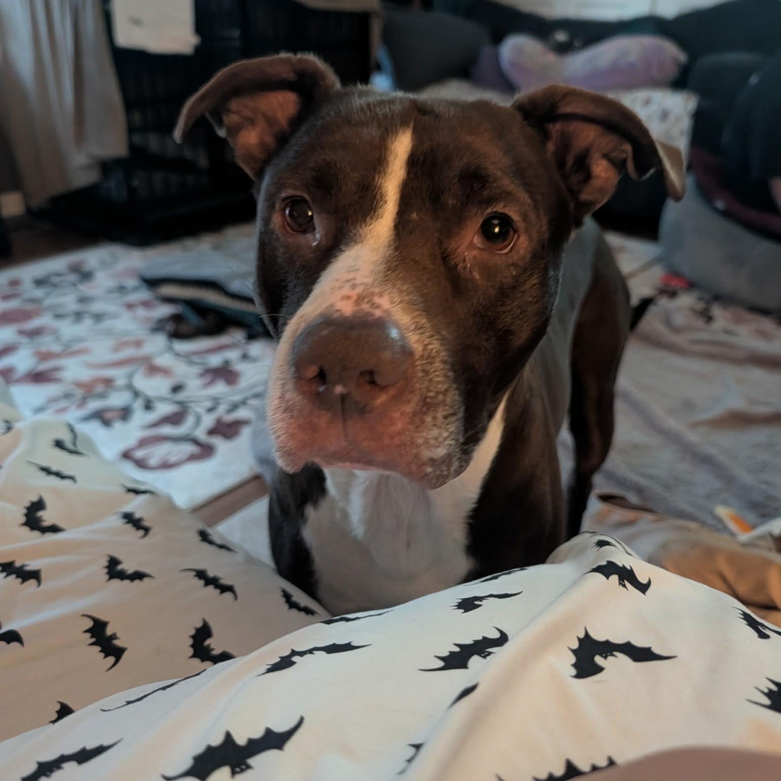 Enlarge Bradley, a Adoptable Pit Bull Terrier in Wheaton, IL image 3/6